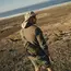 Рубашка Helikon-Tex DEFENDER Mk2 Tropical Shirt